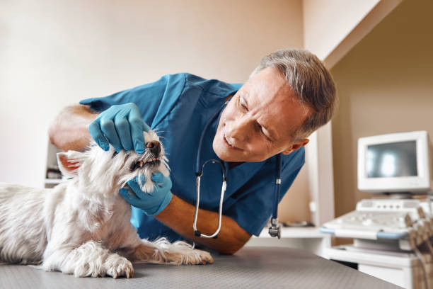Best Emergency Dental Care for Abscessed Tooth in Essex Village, CT